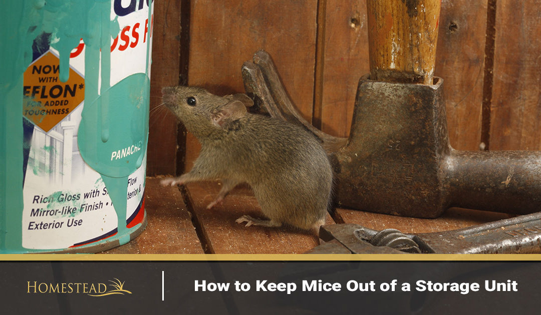 How to Keep Mice Out of a Storage Unit