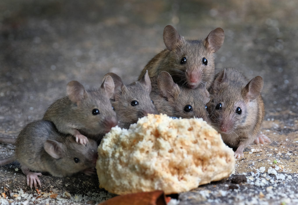 Tips to Avoid Mice in Storage Units