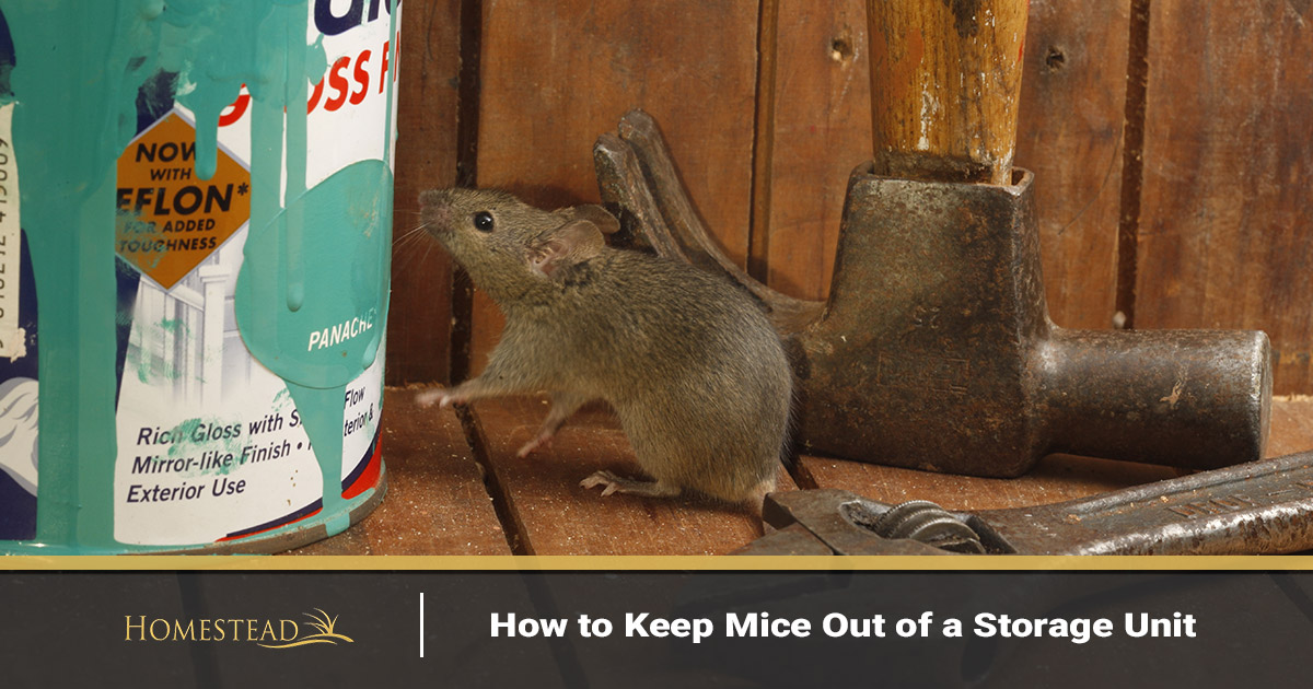 Self Storage Greeley How to Keep Mice Out of a Storage Unit